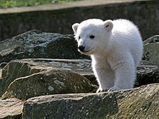 Berlijns ijsbeertje Knut